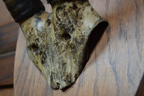 MOUNTED ORYX HORNS - ADDITIONAL PHOTO 8
