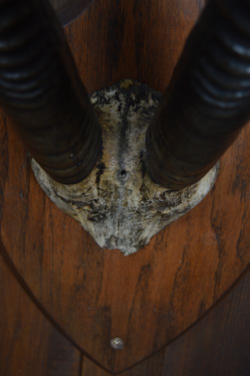 MOUNTED ORYX HORNS - ADDITIONAL PHOTO 9
