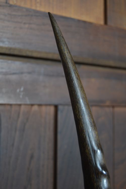 MOUNTED ORYX HORNS - ADDITIONAL PHOTO 10