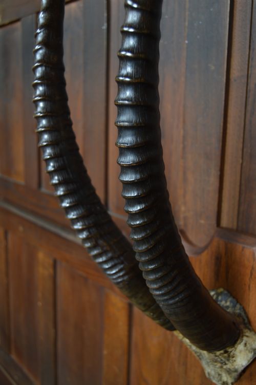 MOUNTED ORYX HORNS - ADDITIONAL PHOTO 11