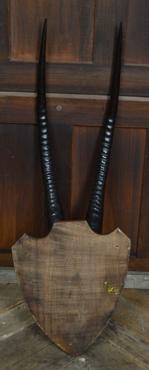 MOUNTED ORYX HORNS - ADDITIONAL PHOTO 12