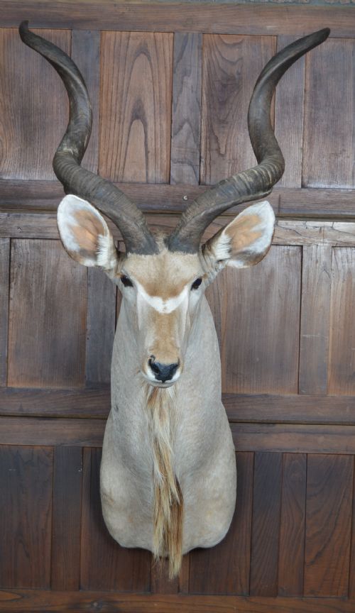 taxidermy kudo - CATEGORY: ANTIQUE MISCELLANEOUS - DATED 1920