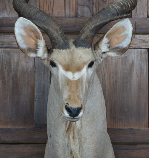 TAXIDERMY KUDO - ADDITIONAL PHOTO 1