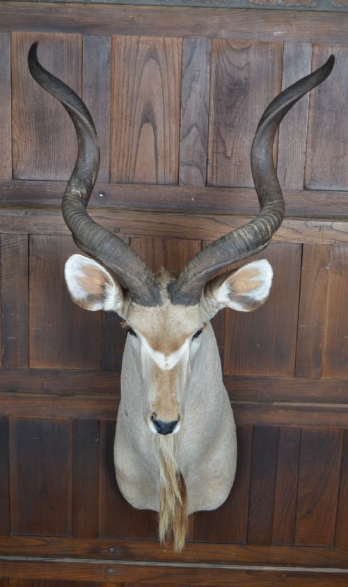 TAXIDERMY KUDO - ADDITIONAL PHOTO 2