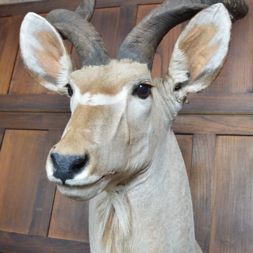 TAXIDERMY KUDO - ADDITIONAL PHOTO 3