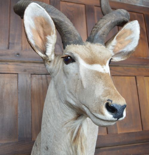 TAXIDERMY KUDO - ADDITIONAL PHOTO 4