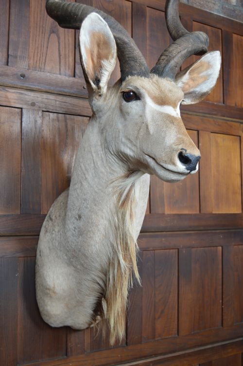 TAXIDERMY KUDO - ADDITIONAL PHOTO 6