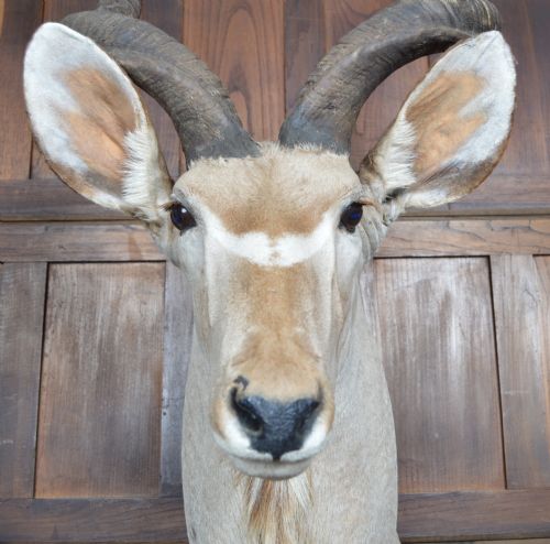 TAXIDERMY KUDO - ADDITIONAL PHOTO 7
