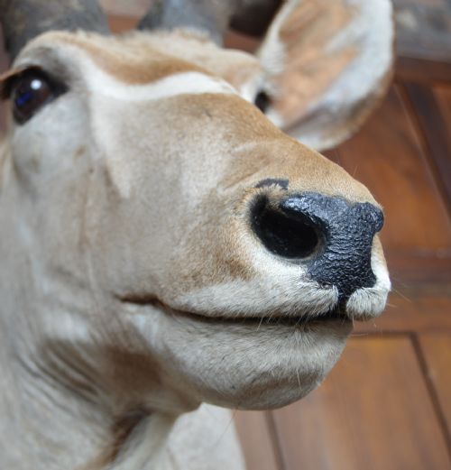 TAXIDERMY KUDO - ADDITIONAL PHOTO 8