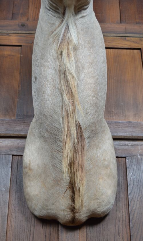 TAXIDERMY KUDO - ADDITIONAL PHOTO 9
