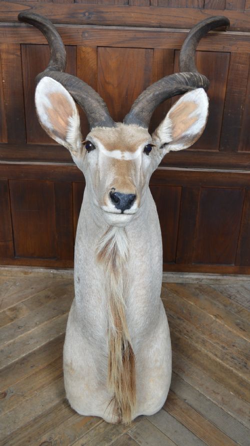 TAXIDERMY KUDO - ADDITIONAL PHOTO 11