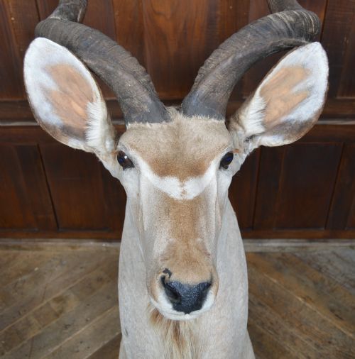 TAXIDERMY KUDO - ADDITIONAL PHOTO 12