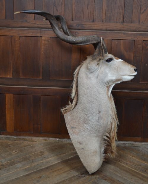 TAXIDERMY KUDO - ADDITIONAL PHOTO 13