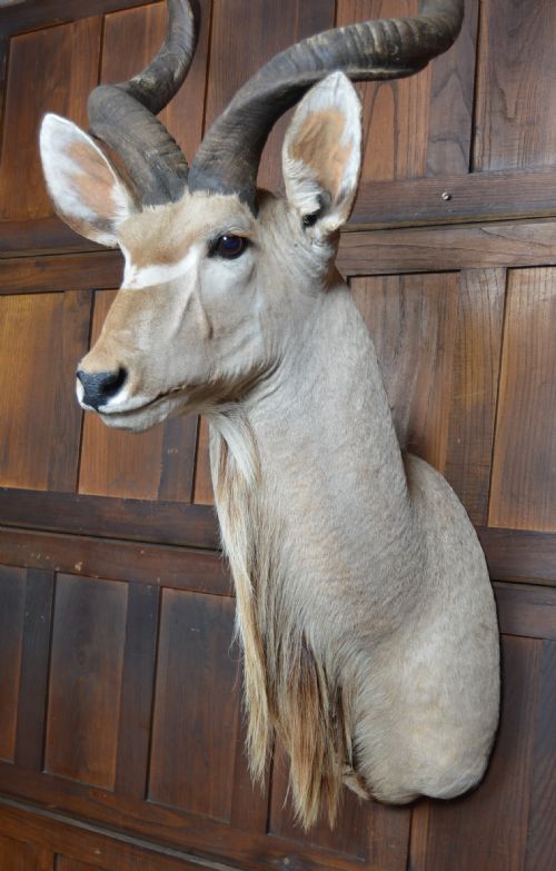 TAXIDERMY KUDO - ADDITIONAL PHOTO 14