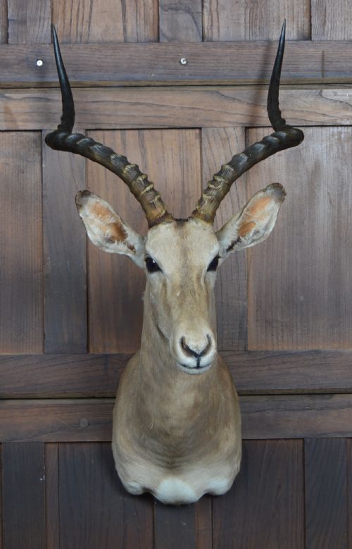 taxidermy african impala antilope - CATEGORY: ANTIQUE MISCELLANEOUS - DATED 1920