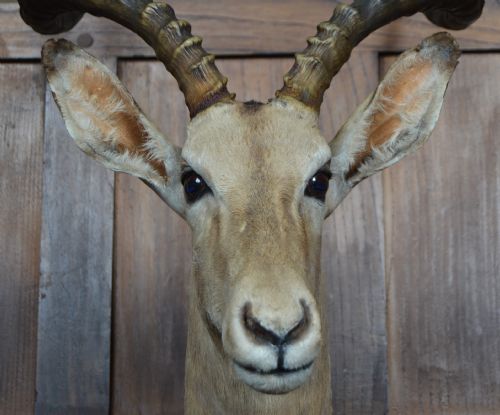 TAXIDERMY AFRICAN IMPALA ANTILOPE - ADDITIONAL PHOTO 2