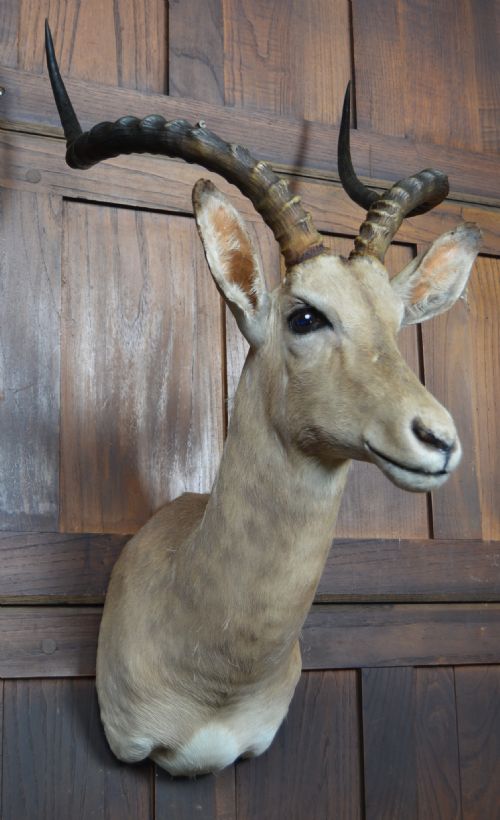 TAXIDERMY AFRICAN IMPALA ANTILOPE - ADDITIONAL PHOTO 3