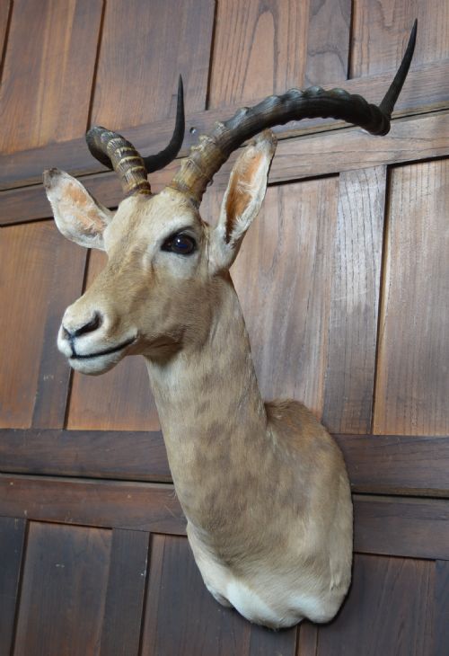 TAXIDERMY AFRICAN IMPALA ANTILOPE - ADDITIONAL PHOTO 4