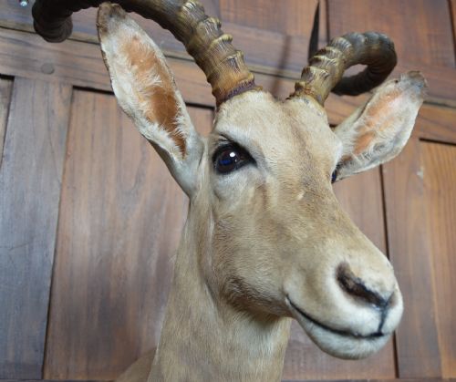TAXIDERMY AFRICAN IMPALA ANTILOPE - ADDITIONAL PHOTO 6