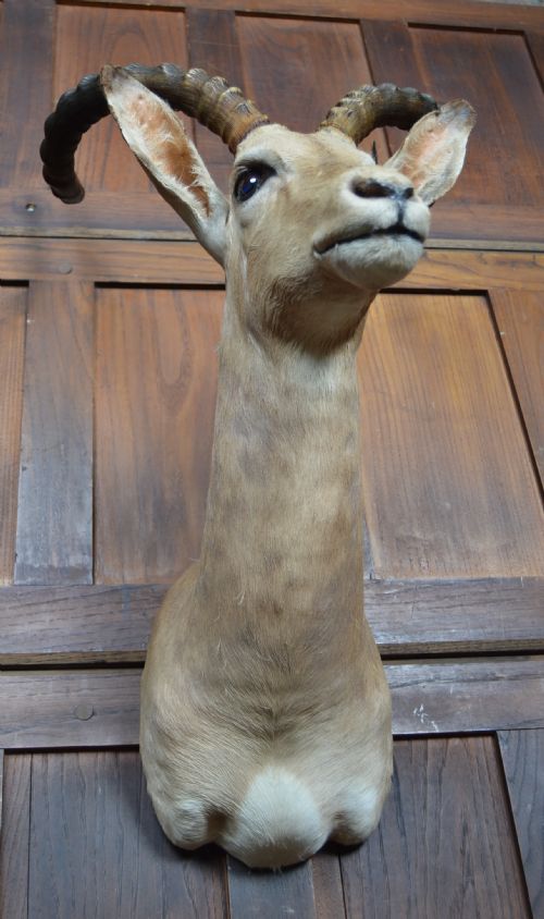 TAXIDERMY AFRICAN IMPALA ANTILOPE - ADDITIONAL PHOTO 7