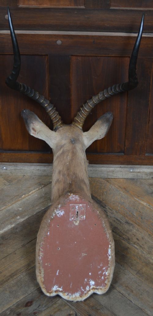 TAXIDERMY AFRICAN IMPALA ANTILOPE - ADDITIONAL PHOTO 8