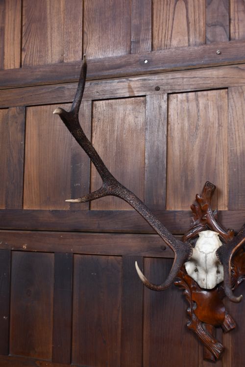 10 POINT STAG SKULL WITH BLACK FOREST MOUNT - ADDITIONAL PHOTO 1