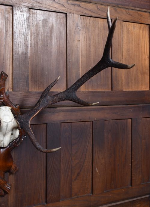 10 POINT STAG SKULL WITH BLACK FOREST MOUNT - ADDITIONAL PHOTO 2