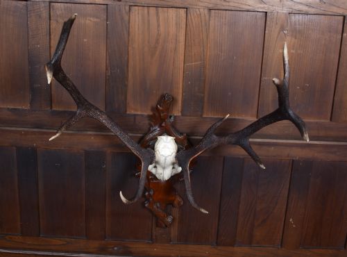 10 POINT STAG SKULL WITH BLACK FOREST MOUNT - ADDITIONAL PHOTO 3
