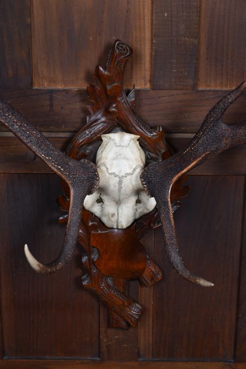 10 POINT STAG SKULL WITH BLACK FOREST MOUNT - ADDITIONAL PHOTO 4
