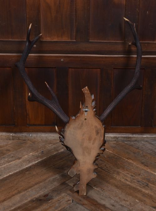 10 POINT STAG SKULL WITH BLACK FOREST MOUNT - ADDITIONAL PHOTO 5
