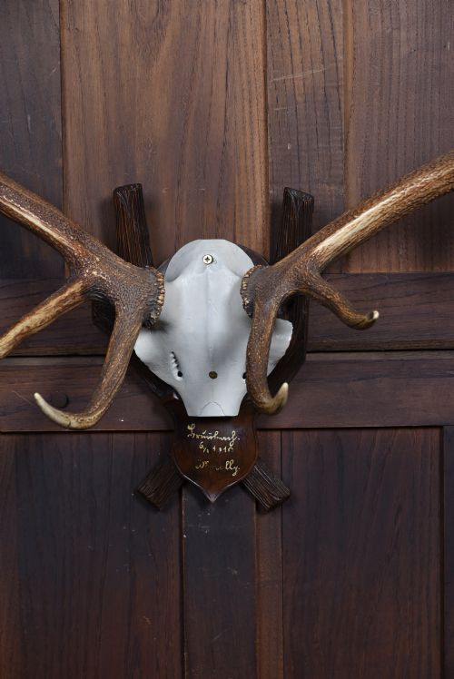 BLACK FOREST MOUNTED STAG SKULL WITH 11 POINT ANTLERS - ADDITIONAL PHOTO 1