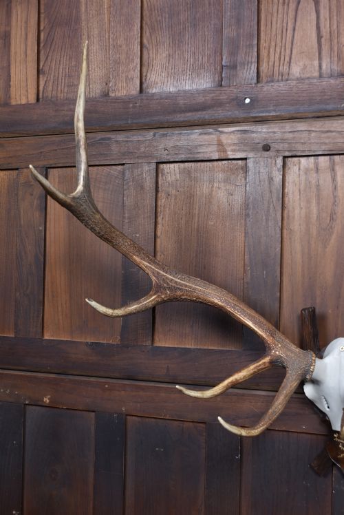 BLACK FOREST MOUNTED STAG SKULL WITH 11 POINT ANTLERS - ADDITIONAL PHOTO 2