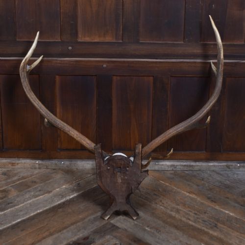 BLACK FOREST MOUNTED STAG SKULL WITH 11 POINT ANTLERS - ADDITIONAL PHOTO 5