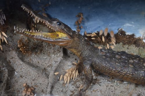 TAXIDERMY NILE CROCODILE - ADDITIONAL PHOTO 2