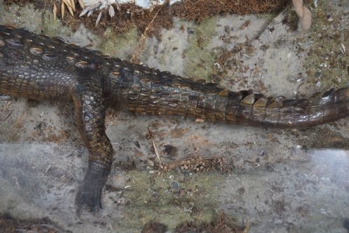 TAXIDERMY NILE CROCODILE - ADDITIONAL PHOTO 3