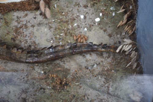 TAXIDERMY NILE CROCODILE - ADDITIONAL PHOTO 4