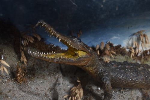 TAXIDERMY NILE CROCODILE - ADDITIONAL PHOTO 5