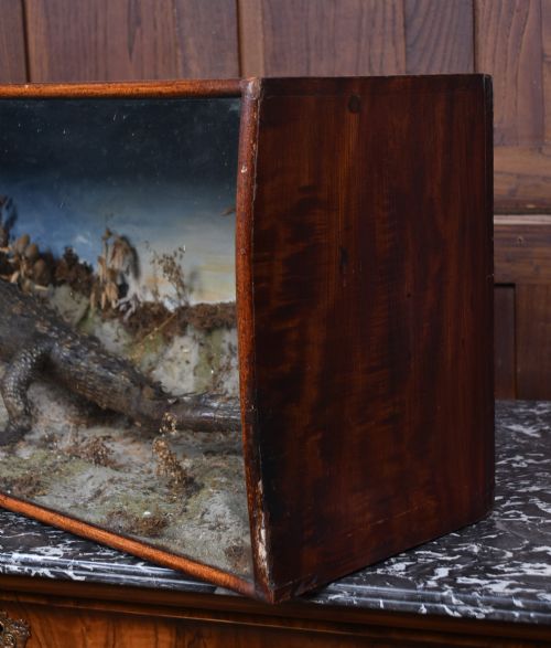 TAXIDERMY NILE CROCODILE - ADDITIONAL PHOTO 6