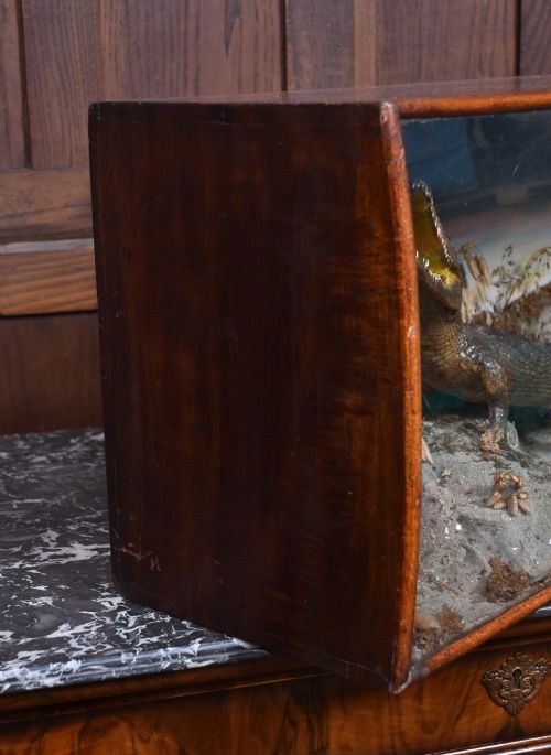TAXIDERMY NILE CROCODILE - ADDITIONAL PHOTO 7