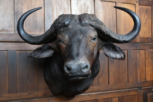 TAXIDERMY AFRICAN BUFFALO - ADDITIONAL PHOTO 2
