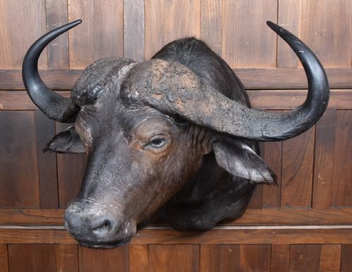 TAXIDERMY AFRICAN BUFFALO - ADDITIONAL PHOTO 3
