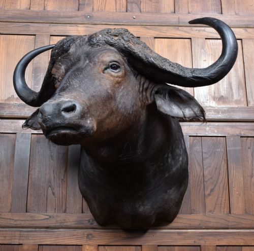 TAXIDERMY AFRICAN BUFFALO - ADDITIONAL PHOTO 4