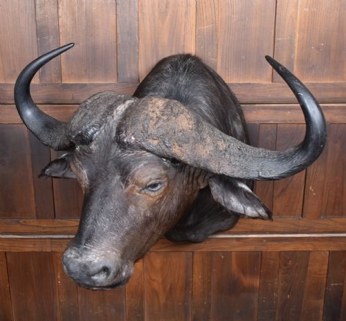 TAXIDERMY AFRICAN BUFFALO - ADDITIONAL PHOTO 6