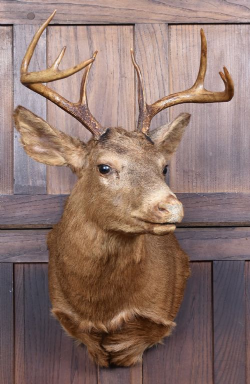 taxidermy scottish red deer stag head - CATEGORY: ANTIQUE MISCELLANEOUS - DATED 1920
