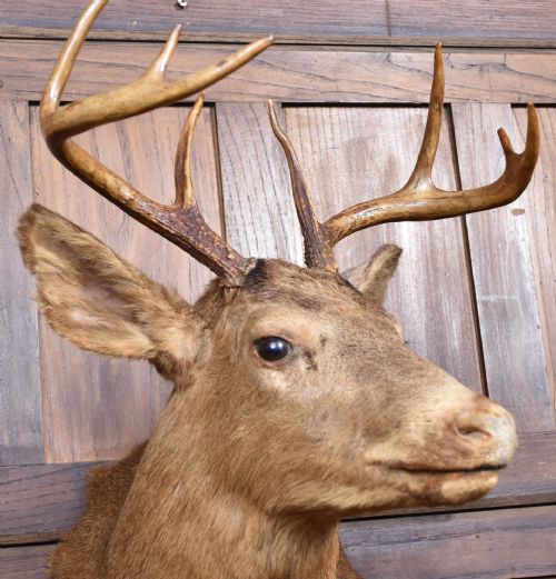 TAXIDERMY SCOTTISH RED DEER STAG HEAD - ADDITIONAL PHOTO 1