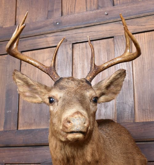 TAXIDERMY SCOTTISH RED DEER STAG HEAD - ADDITIONAL PHOTO 2