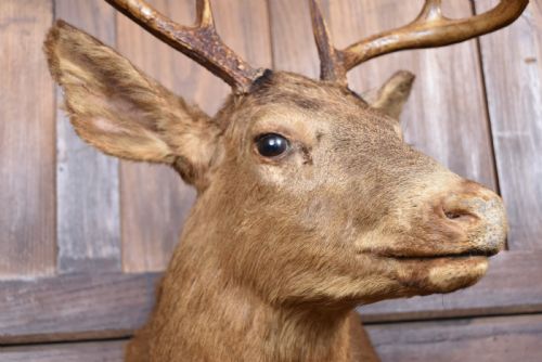 TAXIDERMY SCOTTISH RED DEER STAG HEAD - ADDITIONAL PHOTO 4