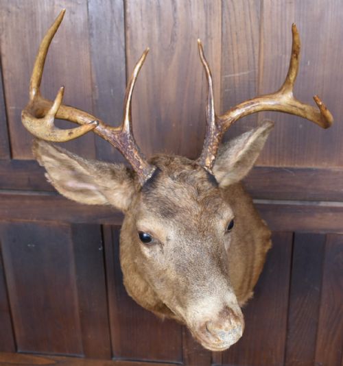 TAXIDERMY SCOTTISH RED DEER STAG HEAD - ADDITIONAL PHOTO 5