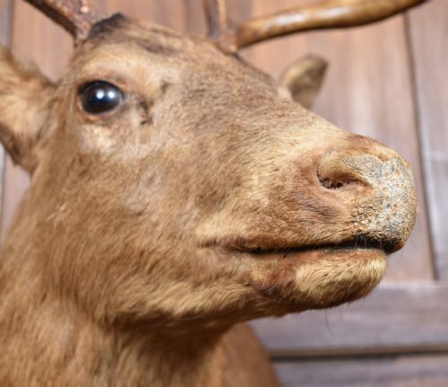 TAXIDERMY SCOTTISH RED DEER STAG HEAD - ADDITIONAL PHOTO 6
