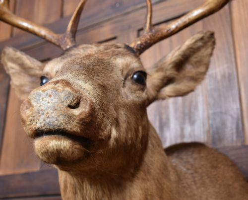 TAXIDERMY SCOTTISH RED DEER STAG HEAD - ADDITIONAL PHOTO 8